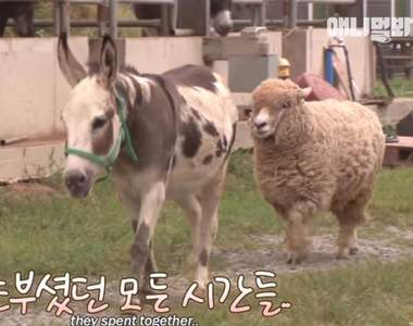 就是要愛你♥《跟騾子戀愛的羊》咦?這段羊騾戀竟然還有第三者?
