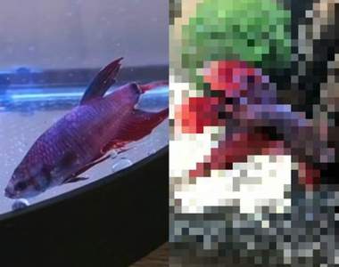 網友在超市買下《斷尾鬥魚》超強生命力讓牠重生變成不可思議的...