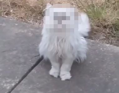 Instagram移除《羞辱貓的影片》到底是什麼長相讓大男人驚聲尖叫.....