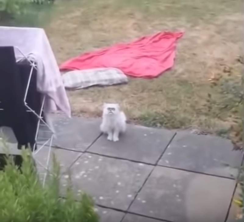 Instagram移除《羞辱猫的影片》到底是什么长相让大男人惊声尖叫..... - 图片4 Instagram移除《羞辱猫的影片》到底是什么长相让大男人惊声尖叫.....