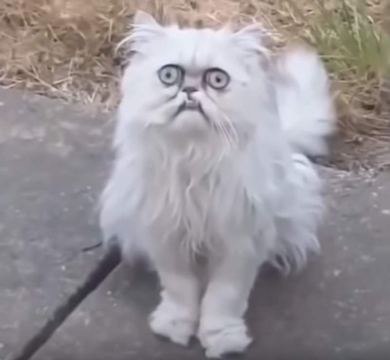 Instagram移除《羞辱猫的影片》到底是什么长相让大男人惊声尖叫..... - 图片6 Instagram移除《羞辱猫的影片》到底是什么长相让大男人惊声尖叫.....