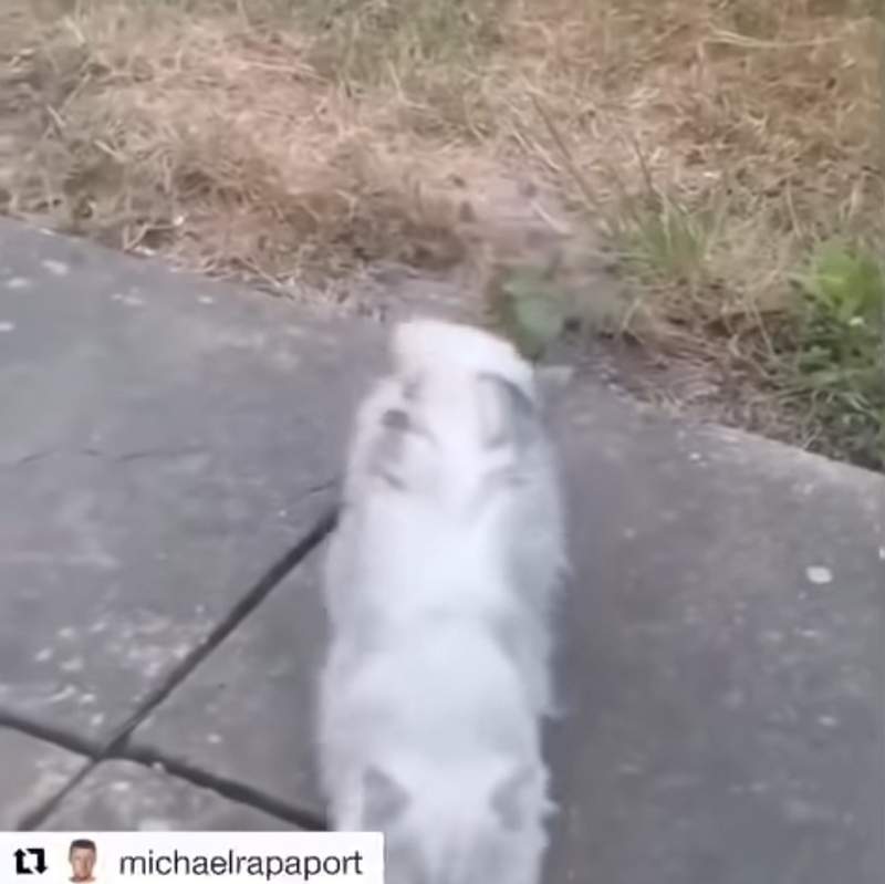 Instagram移除《羞辱猫的影片》到底是什么长相让大男人惊声尖叫..... - 图片7 Instagram移除《羞辱猫的影片》到底是什么长相让大男人惊声尖叫.....