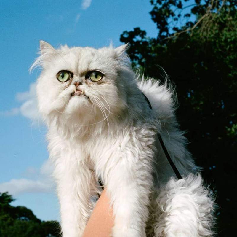 Instagram移除《羞辱猫的影片》到底是什么长相让大男人惊声尖叫..... - 图片8 Instagram移除《羞辱猫的影片》到底是什么长相让大男人惊声尖叫.....