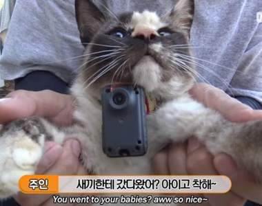 飼主被貓搞糊塗《把孩子支開的貓媽媽》為什麼不把孩子留在身邊呢？