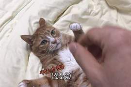 《貓奴想訓練貓結果反而被咬》喵星人表示：想控制我？想的美ΦωΦ