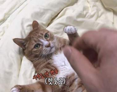 《貓奴想訓練貓結果反而被咬》喵星人表示：想控制我？想的美ΦωΦ