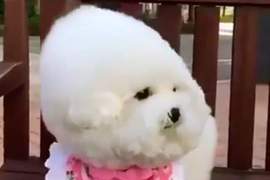 吹的我的髮型都亂了w《遇到強風就變形的比熊犬》無助眼神超萌