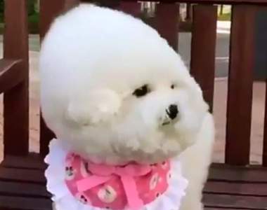 吹的我的髮型都亂了w《遇到強風就變形的比熊犬》無助眼神超萌