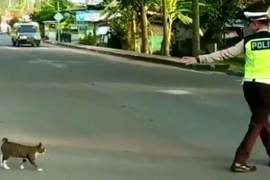 超暖心的畫面《幫助貓咪過馬路的警察》更神奇的是牠也聽得懂♥