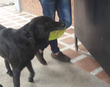 我要買餅乾汪汪《拿葉子買東西的黑狗Negro》每天都會叼葉子買點心吃w