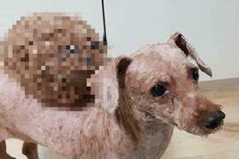 得知主人在背上放自己《剃毛後的狗毛氈》哀怨度破表w