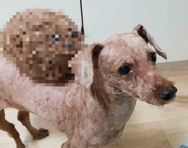 得知主人在背上放自己《剃毛後的狗毛氈》哀怨度破表w