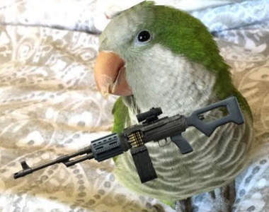 《鸚鵡模仿開槍叫》戰鬥民族飼養的鳥類果然很不一樣……