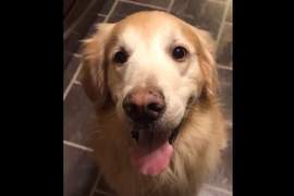 萌寵新挑戰《讓狗咬雞蛋但不能破》跟風前務必了解自家毛小孩個性才行（重要）