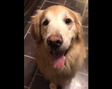 萌寵新挑戰《讓狗咬雞蛋但不能破》跟風前務必了解自家毛小孩個性才行（重要）