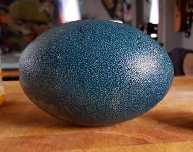 在ebay上買《神秘綠蛋》孵出「生命」後一段愛與希望的故事就此展開