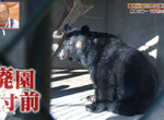 日本最慘動物園募資開始《東筑波烏托邦》拯救動物們的最後希望…… 日本最慘動物園募資開始《東筑波烏托邦》拯救動物們的最後希望……