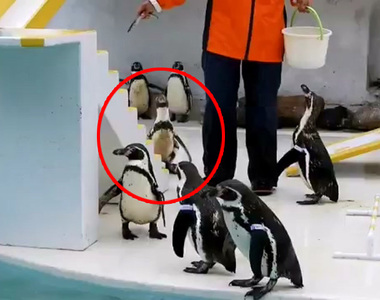 動物園餵食企鵝意外發現《企鵝出現BUG》這似曾相似的畫面...是卡點啊XDD