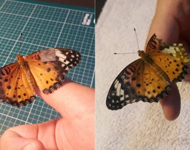 民間有醫龍？韓國網友分享自己幫《蝴蝶手術的過程》紅到上訪談節目