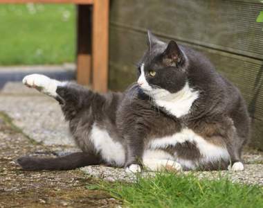 幸福肥是真的《談戀愛會變胖》多一個人一起吃飯喝酒想不胖都難