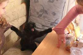 平平都是寵物《養貓與養狗的主人有什麼差別》養貓根本自虐阿w