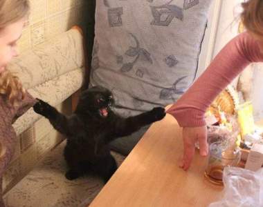 平平都是寵物《養貓與養狗的主人有什麼差別》養貓根本自虐阿w