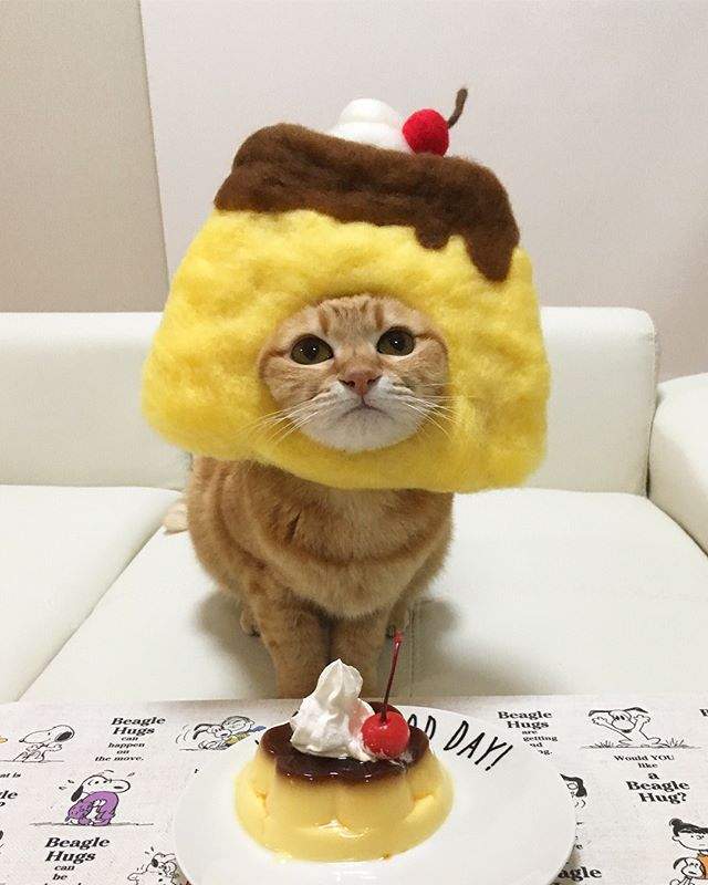 貓奴是貓咪頭套狂熱者 看看這可愛的鯛魚燒 麵包喵星人 太犯規了