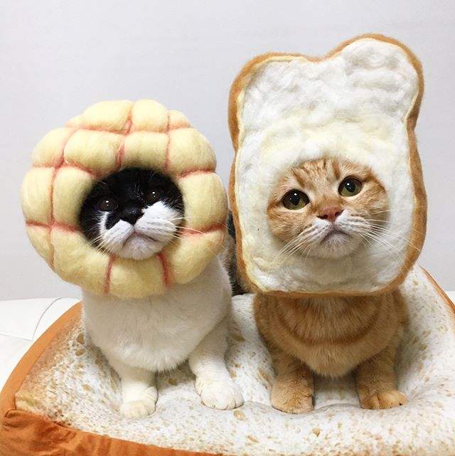 貓奴是貓咪頭套狂熱者 看看這可愛的鯛魚燒 麵包喵星人 太犯規了
