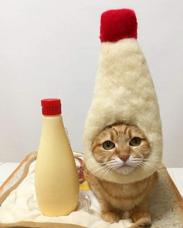 貓奴是貓咪頭套狂熱者 看看這可愛的鯛魚燒 麵包喵星人 太犯規了