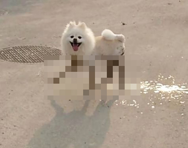 狗狗《黑絲襪美腿》泥巴裡滾了一圈突然有性感大長腿了