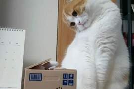 《貓咪看到貓咪存錢筒的反應》奇怪，怎有個跟我長的很像的傢伙在那裡