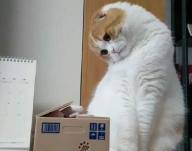 《貓咪看到貓咪存錢筒的反應》奇怪，怎有個跟我長的很像的傢伙在那裡