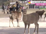 奈良觀光必小心《奈良公園鹿傷人案件大增》要餵就餵不要耍人家…… 奈良觀光必小心《奈良公園鹿傷人案件大增》要餵就餵不要耍人家……