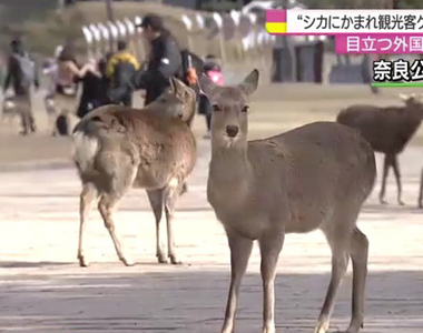 奈良觀光必小心《奈良公園鹿傷人案件大增》要餵就餵不要耍人家……