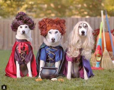 變裝完成度超高的《狗狗萬聖節》人類啊～這樣你們就滿足了嗎（￣▽￣）