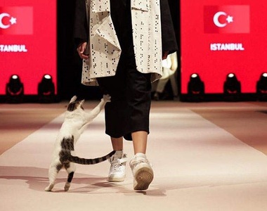 《亂入時尚秀的貓》看看誰走的才是真正的貓步