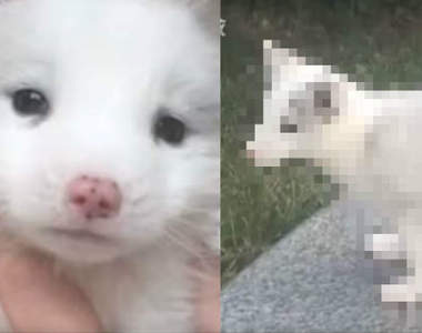 長大之後都不吃狗飼料《主人誤會半年的狐狸犬》真面目竟然是真狐狸