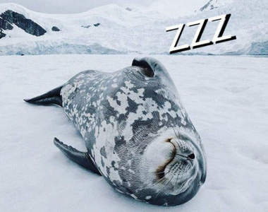 《海豹怎麼叫》不知道是不是睡著了怎麼這麼有電子音的感覺XD