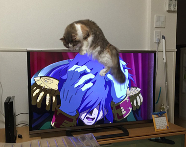 《貓與電視的奇蹟連動》不要爬到我頭上～誰快來把這隻貓帶開啊啊啊（抱頭）