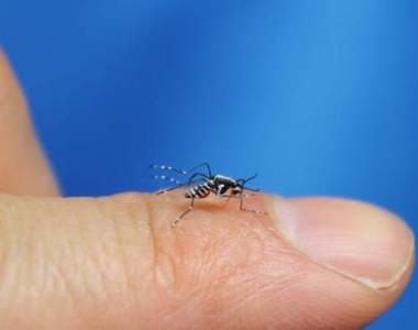 《迷你紙模型》這麼好眼力做蚊子出來真是又癢又佩服他