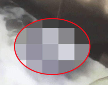 《意想不到的雨傘妙用》不用釣竿也能抓到魚的方法太神啦