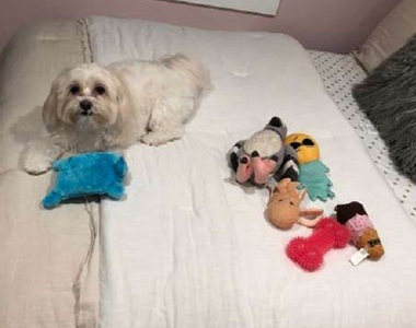 《想跟你分享玩具的狗》我想他應該把你當成狗了吧（？）