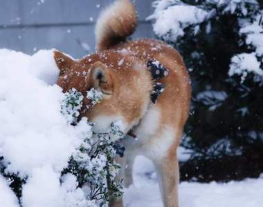看到雪好興奮《飛撲到雪地裡的狗》咚的一聲不見狗影~