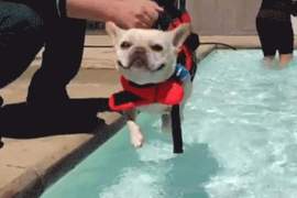 有發現狗狗沒碰水也會《空中游泳》嗎？狗爬式行為太可愛啦～