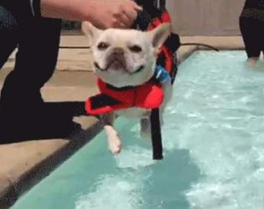 有發現狗狗沒碰水也會《空中游泳》嗎？狗爬式行為太可愛啦～