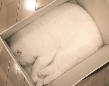 《被完全收納的貓咪》剛好貼合的尺寸感果然只有變幻自在的液體辦得到