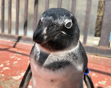 什麼都有就是沒客人《野生動物園的自虐宣傳》拜託大家來看企鵝表演吧……