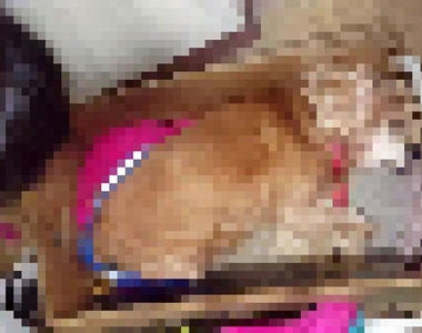 太過份《把生病的狗丟進垃圾袋》只因為不忍看到牠生病的樣子......