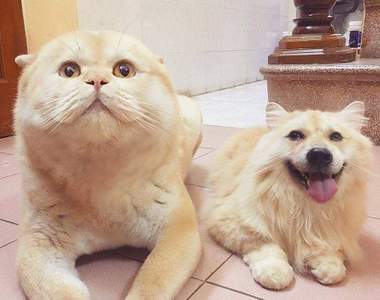 《貓狗大變臉》互換之後就像是新的生物一樣XD