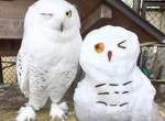 《動物園奇蹟萌照》貓頭鷹可愛的眨眼表情竟然跟雪人完全一致❤ 《動物園奇蹟萌照》貓頭鷹可愛的眨眼表情竟然跟雪人完全一致❤